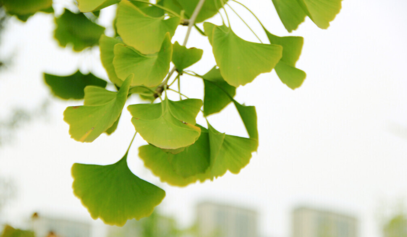 葉面積測(cè)量?jī)x一次能測(cè)幾個(gè)?(葉面積測(cè)量?jī)x的使用方法) 葉面積測(cè)量?jī)x一次能測(cè)幾個(gè)?(葉面積測(cè)量?jī)x的使用方法)