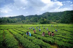 茶葉農殘快速檢測儀器檢測準不準 茶葉農殘快速檢測儀器檢測準不準
